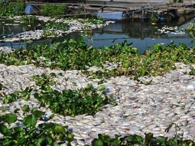 Hơn 1.000 tấn cá chết trên sông ở Đồng Tháp, An Giang