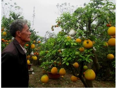Hà Nội: Thu hàng trăm triệu từ việc ghép cây ngũ quả