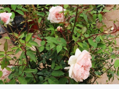 Chăm sóc hoa hồng đào cổ và kỹ thuật cắt tỉa giúp hoa nở rực rỡ đón Xuân sang