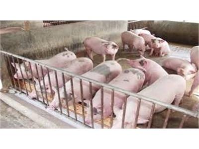 Giá Lợn Hơi Tăng Thúc Đẩy Việc Tái Đàn