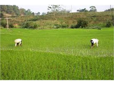 Sản Xuất Trên 1.100 Tấn Lúa Giống Trong Vụ Đông Xuân 2013 - 2014