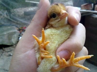 Cách nuôi gà con mới nở giúp gà con khỏe mạnh