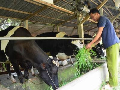 Chăn nuôi Việt Nam đang thua toàn tập
