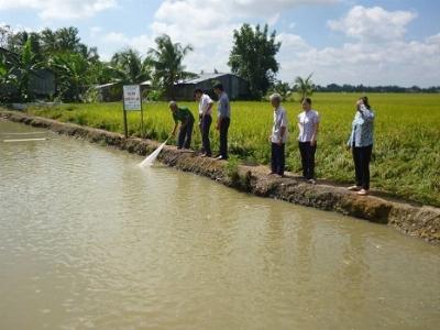 Mô hình nuôi cá lúa ở xã Mỹ Phước Tây (Tiền Giang)