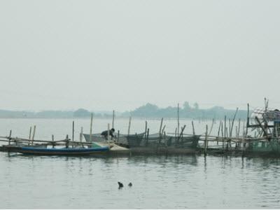 Nuôi Cá Lồng Gặp Khó Ở Hải Dương (Thừa Thiên - Huế)