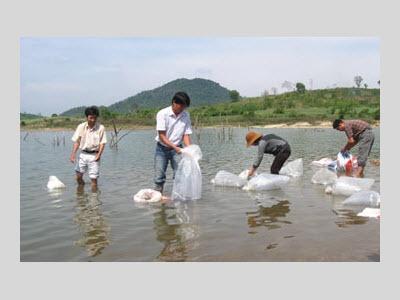 Thả Gần 60kg Cá Giống Vào Hồ Thủy Điện Sông Ba Hạ Ở Phú Yên