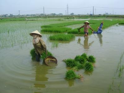 Đất chuyên trồng lúa nước được hỗ trợ 1 triệu đồng/ha/năm