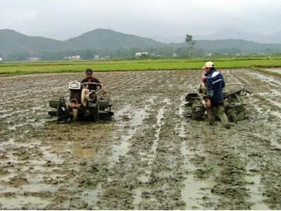 Ðắk Drông, thiệt hại 20% diện tích lúa đông xuân do nắng hạn