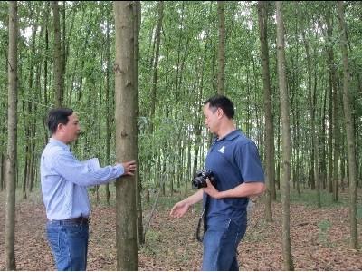 Thừa Thiên Huế cấp chứng chỉ cho rừng trồng