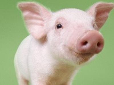 Các nhà khoa học lập bản đồ bộ gen của lợn để xem xét việc thử nghiệm thuốc chữa bệnh ở người
