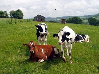 Thuốc diệt cỏ atrazine ảnh hưởng đến khả năng sinh sản của nhiều loài động vật