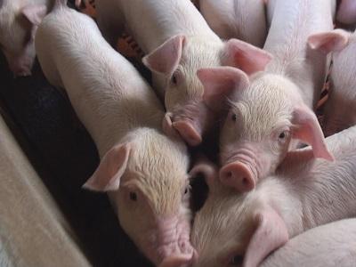 Vaccine phòng ngừa cúm lợn thế hệ mới có thể ngừa cả virus chủng H1N2