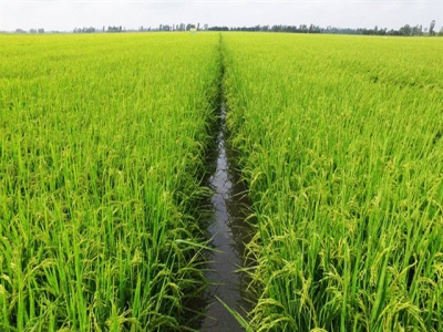 Chế phẩm sinh học nâng năng suất, chất lượng lúa gạo