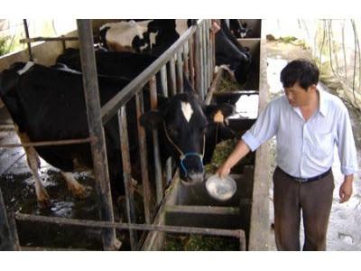 Lâm Đồng Lập Trang Trại Nuôi Bò Sữa Và Dê Lai Quy Mô Lớn