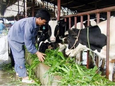 Huyện Lấp Vò xác định 3 ngành hàng chủ lực để tái cơ cấu nông nghiệp