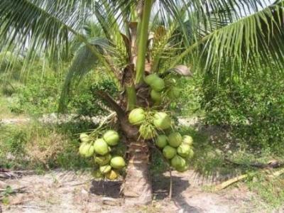 Lấp Vò (Đồng Tháp) phát triển mạnh vườn dừa