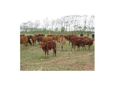 Hiệu quả nuôi bò trên đệm lót sinh học