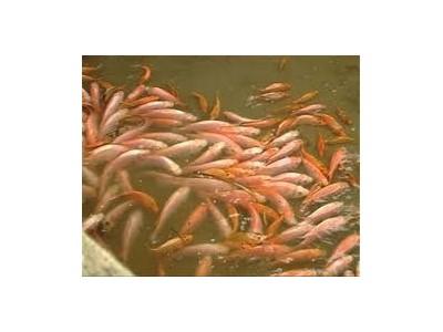 Hiệu quả kinh tế cao nhờ nuôi cá diêu hồng