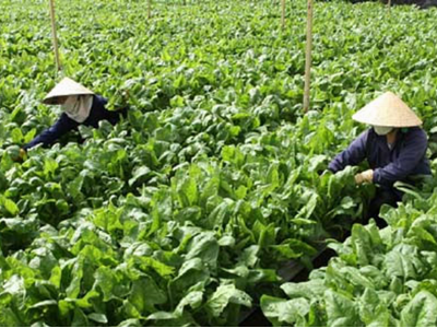 Sản xuất rau theo hướng an toàn Viet GAP vẫn gặp hạn chế về thị trường đầu ra