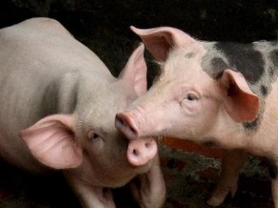 Nghiên cứu về chất béo trong thành phần thức ăn chăn nuôi cho lợn