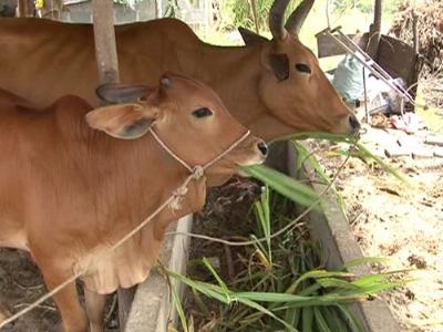 Mô hình nuôi bò vỗ béo ở xã Tiến Thành (Bình Thuận)