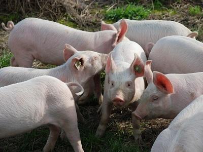 Nuôi lợn bằng thức ăn thừa có thể cứu rừng và đồng cỏ đang nguy cấp