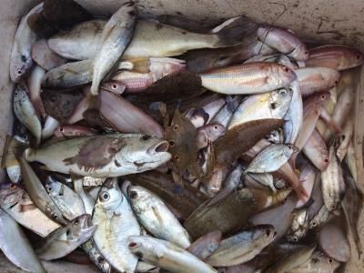 Thủy, hải sản chết xem xét miễn, giảm lãi vay cho ngư dân bị thiệt hại