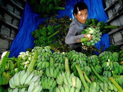 Mỹ sẽ nhập khẩu hàng loạt trái cây Việt Nam