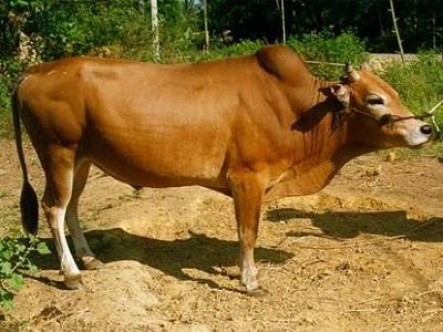 Trong chăn nuôi bò thịt, giai đoạn bê sữa góp phần tạo ra các khí gây hiệu ứng nhà kính