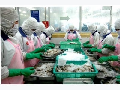 Nhật Bản trở thành thị trường lớn nhất của tôm Việt Nam