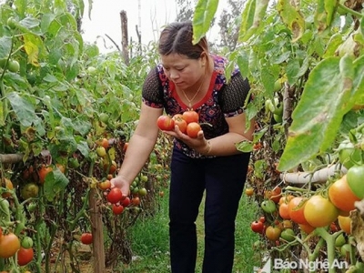 Nông dân Nghệ An ghép cà chua trên gốc cà tím cho năng suất 5 tấn/sào