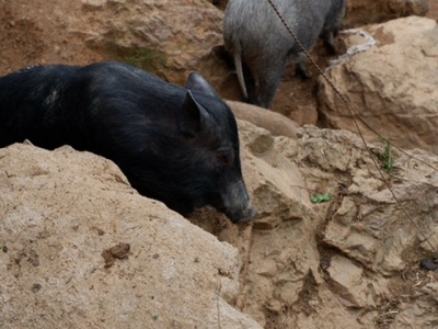 Cao thủ nuôi lợn đen ở Mèo Vạc