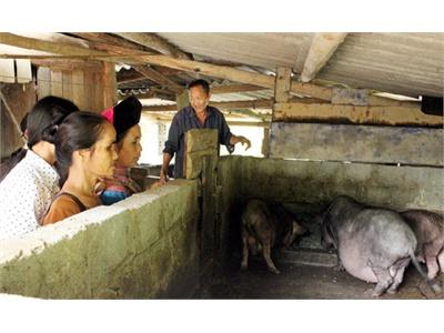 Đánh Giá Mô Hình Nuôi Lợn Đen Bản Địa Tại Mường Khương (Lào Cai)