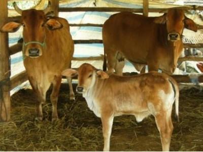Phú Yên dạy nghề nuôi và phòng trị bệnh trâu bò cho nông dân miền núi