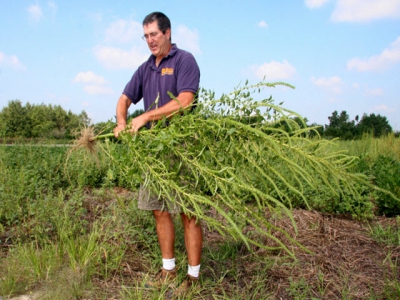 Công bố dòng thuốc diệt cỏ mới bảo vệ đậu tương và ngô