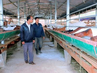 Triển vọng trang trại nuôi dê Thái ở Di Linh (Lâm Đồng)