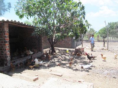 Tổ liên kết nuôi gà thả vườn Ninh Sim trăn trở đầu ra