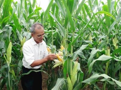 Đầu tư nguồn nguyên liệu thức ăn chăn nuôi trồng bắp vì 2 mục tiêu chiến lược