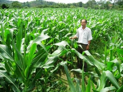 Bình Định sản xuất cây trồng cạn trên đất lúa thiếu nước hiệu quả cao nhưng chưa bền vững