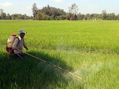 Nấm xanh giúp quản lý tốt dịch hại trên lúa