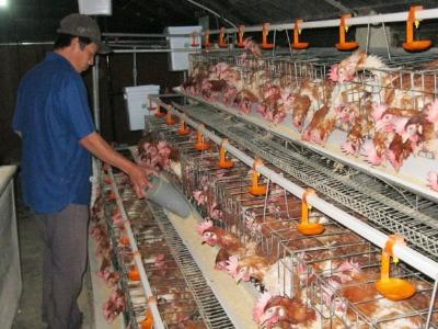 Phú Yên chăn nuôi an toàn sinh học hạn chế dịch bệnh, giảm rủi ro
