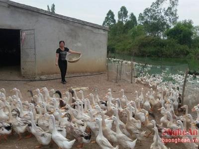 Nghệ An có trên 200 hộ dân ở nghi lộc cam kết không sử dụng chất cấm trong chăn nuôi
