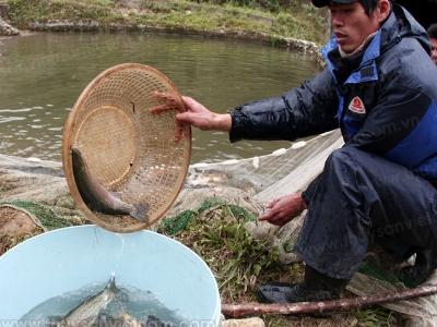 Lào Cai xuất bán 10 tấn cá hồi thương phẩm