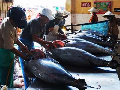 Nhật muốn đầu tư chế biến cá ngừ tại Phú Yên