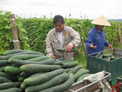 Kinh nghiệm trồng bí xanh trái vụ ở Diễn Lộc