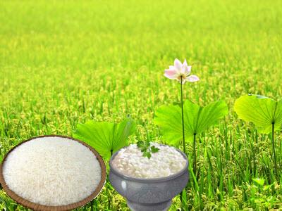 Giá lúa gạo tại Sóc Trăng ngày 01-08-2016