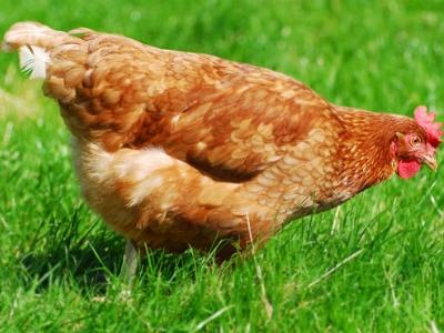 Kỹ thuật và Quy trình chăm sóc nuôi gà HMông thương phẩm - Phần 4