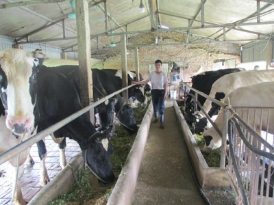 Bí quyết của lão nông nuôi 60 con bò sữa, thu nhập 1,4 tỷ đồng/năm