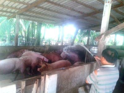 Salbutamol Hiểm họa rình rập ngành chăn nuôi heo