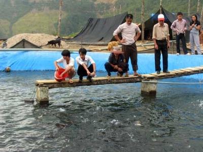 Hội Nghề cá Việt Nam lên tiếng: Cá hồi nuôi tại Việt Nam đảm bảo an toàn thực phẩm